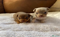 Jack Russell dogs for sale: Gorgeous Miniature Jack Russell Puppies For Sale - Image 10