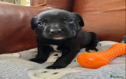 Springador dogs for sale: STUNNING SPRINGADOR PUPPIES  - Image 15