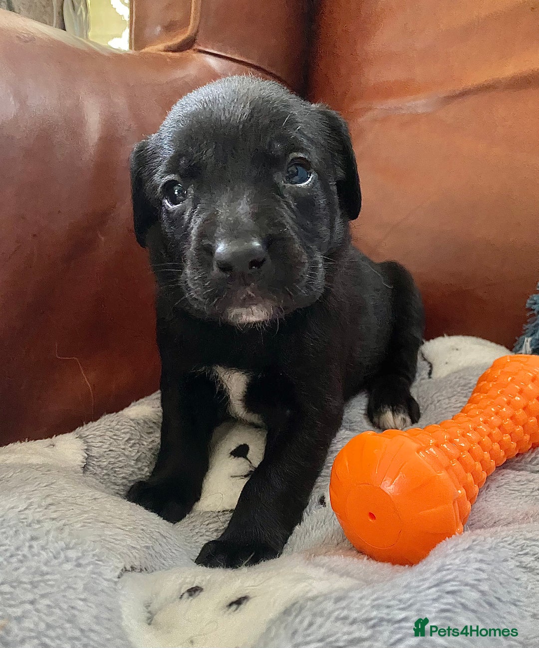 Springador dogs for sale: STUNNING SPRINGADOR PUPPIES  - Image 15