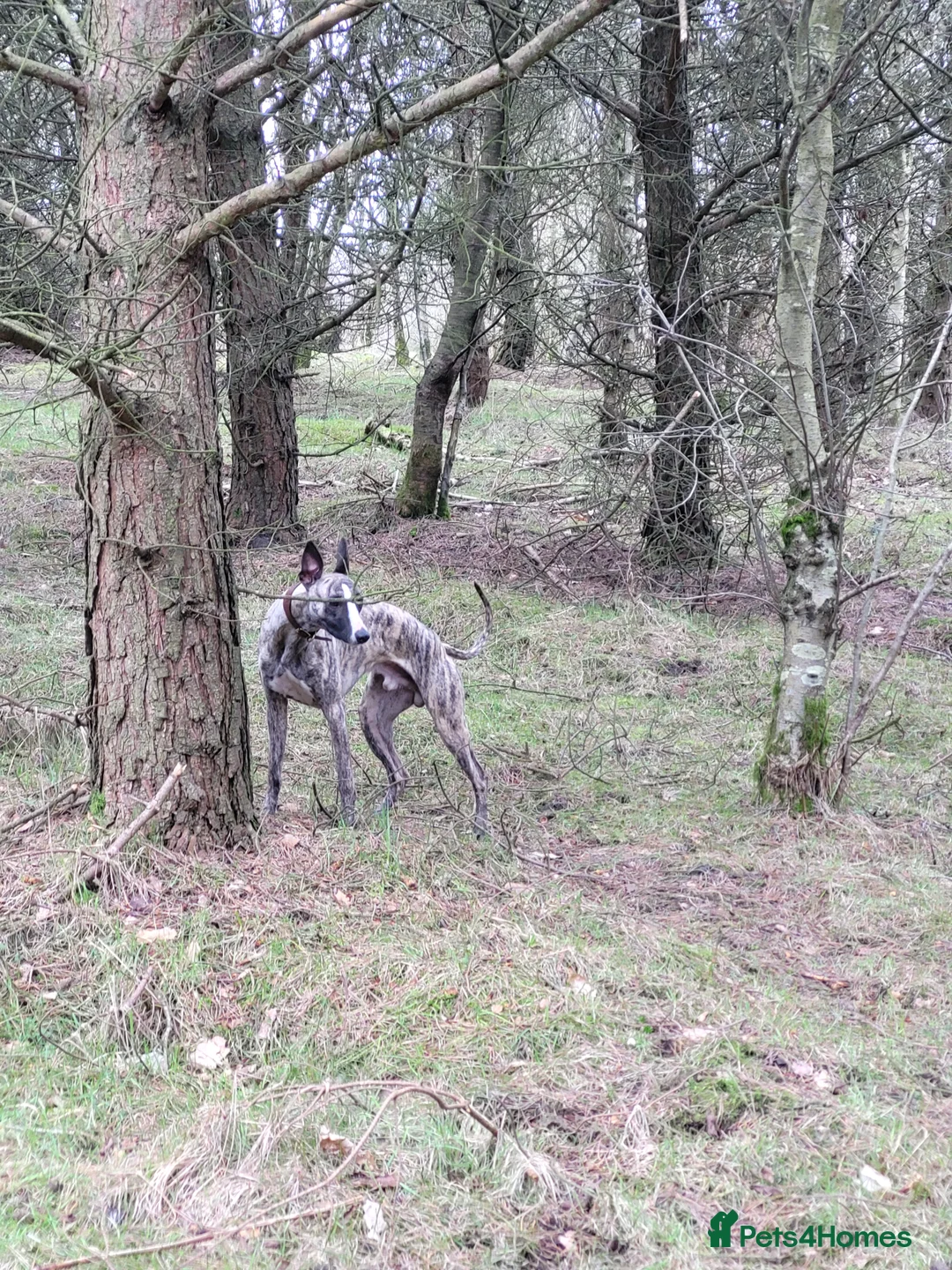 Whippet dogs for stud:  PROVEN kc reg whippet for stud in Consett - Advert 11