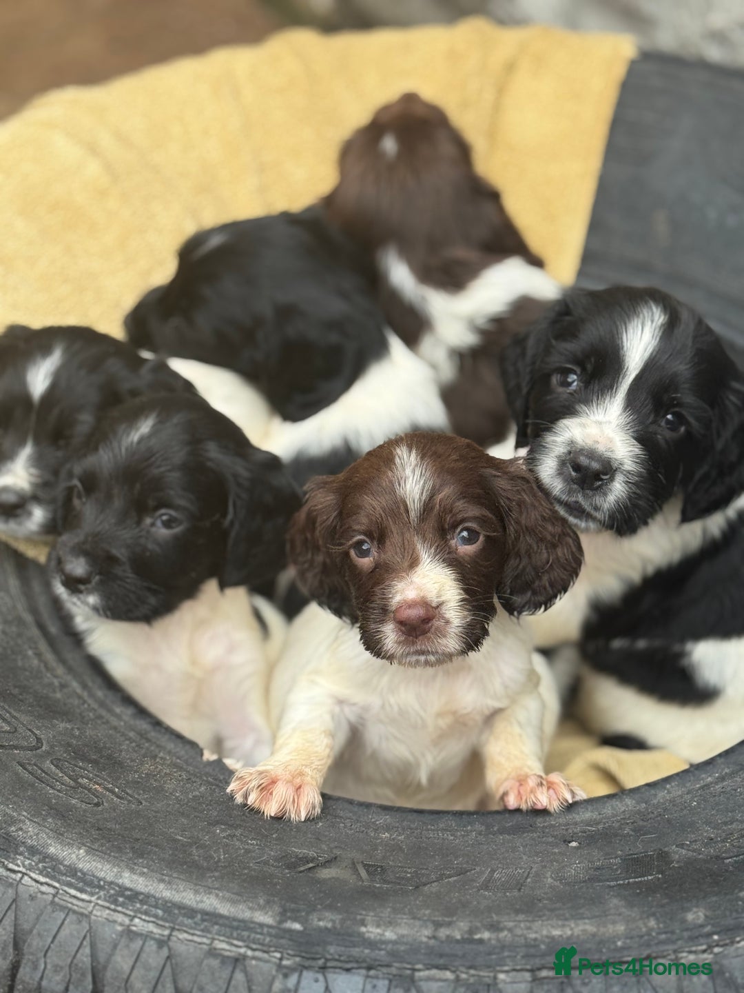 English Springer Spaniel dogs for sale: Pedigree Springer Spaniel Pups.  - Image 13