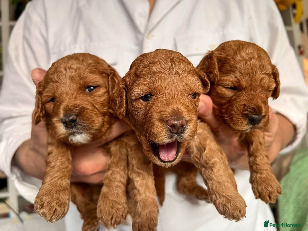 Poochon dogs for sale: Beautiful Red Poochon Puppies – Family Home Raised - Advert 16