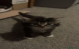 Mixed Breed cats for sale: Mixed breed with Maine Coone kitten  - Image 8