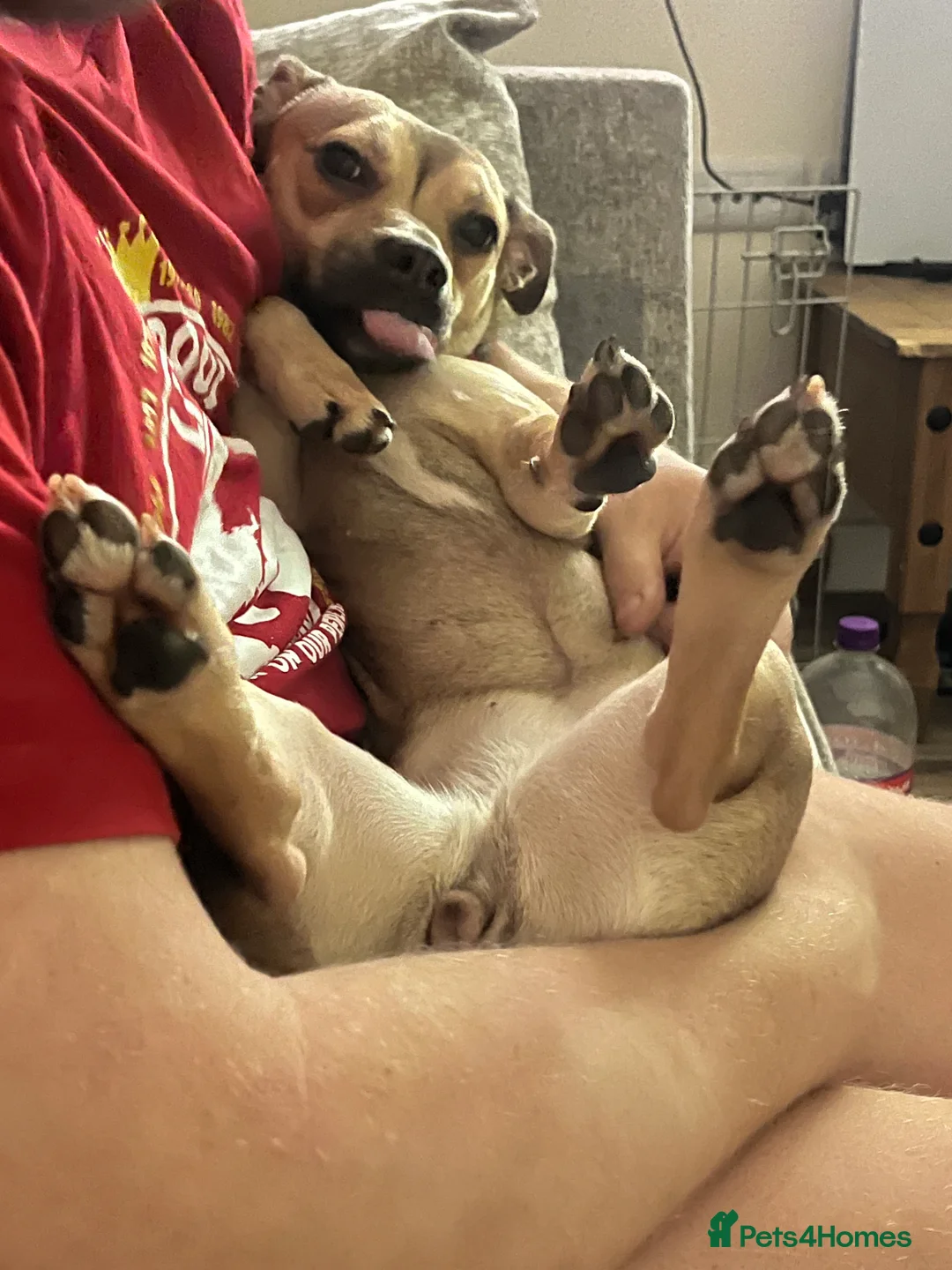 Mixed Breed dogs for sale: Female French bulldog cross Jack Russell  - Advert 2