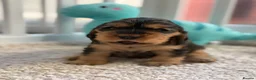 Cocker Spaniel dogs for sale: Champion Bloodline KC Show Cocker Spaniel Puppies  - Advert 11