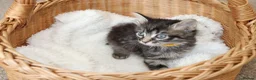Mixed Breed cats for sale: Adorable Tabby Kittens - Advert 6