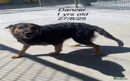 Mixed Breed dogs for adoption: Dancer, Approx 13 months, Available for adoption. - Image 6