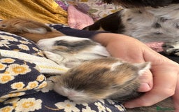 Mini Lop rabbits for sale: Indoor raised Mini lops and lion lops   - Image 8