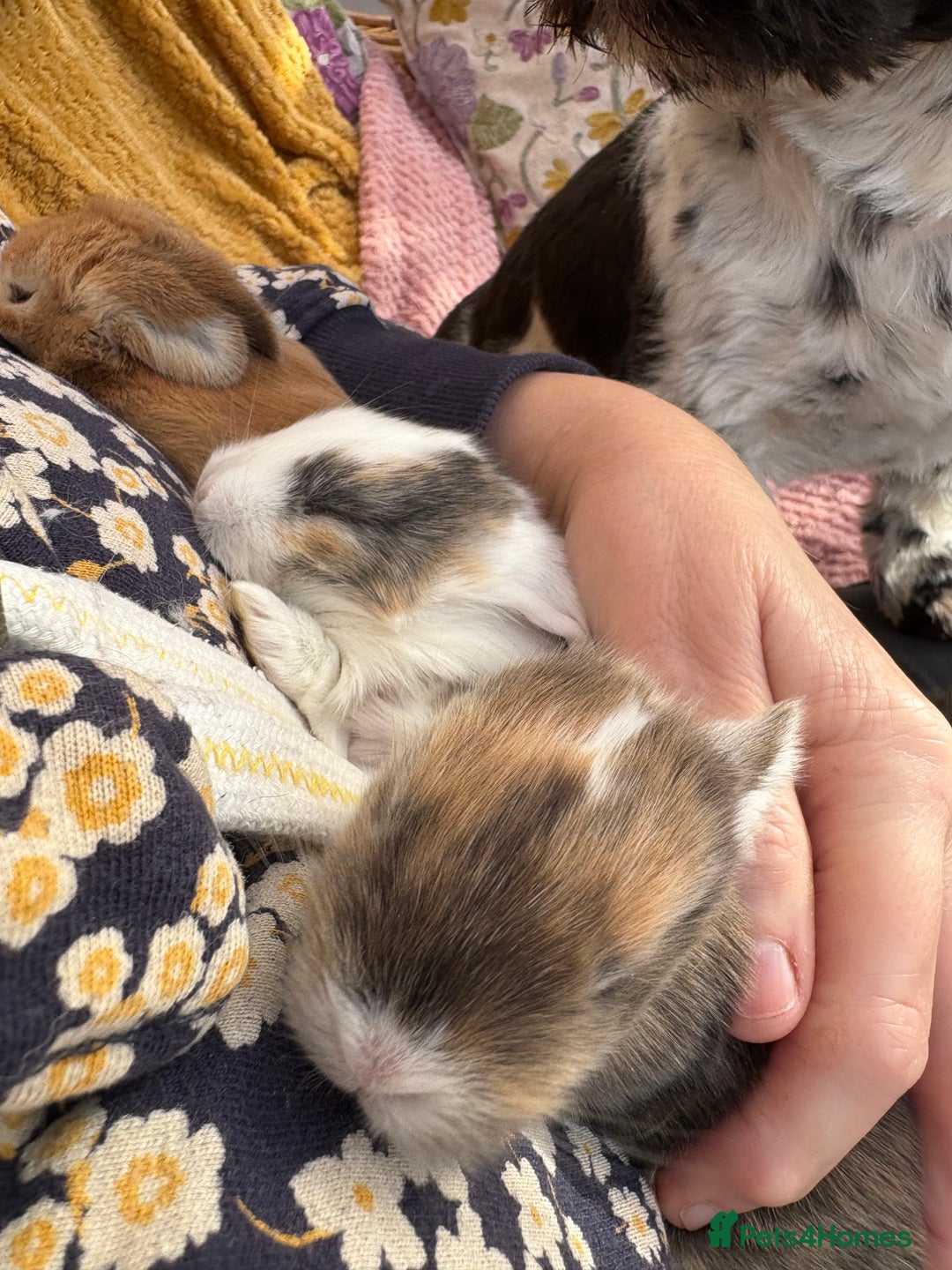 Mini Lop rabbits for sale: Indoor raised Mini lops and lion lops   - Image 8