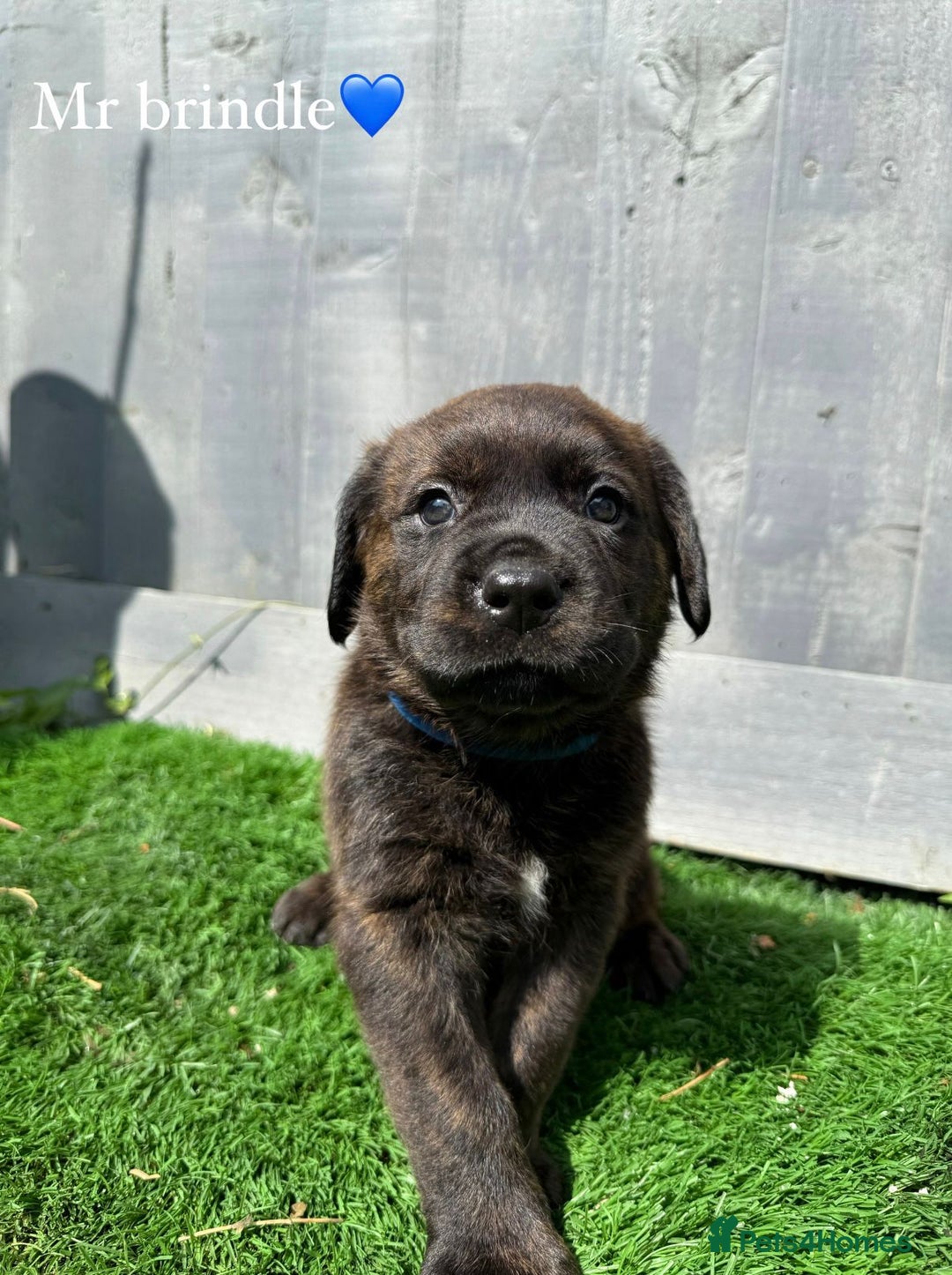 Mixed Breed dogs for sale: Gorgeous st weilers  - Image 4