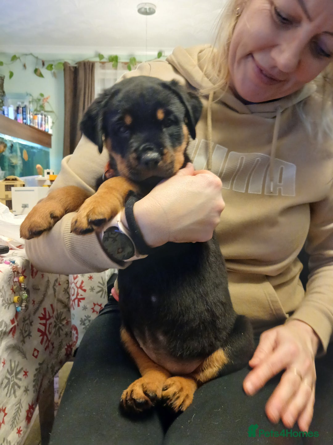 Rottweiler dogs for sale: KC chunky rottweiler puppies - Advert 25