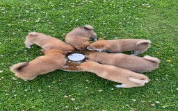 Japanese Shiba Inu dogs for sale: Quality KC Shiba Inu Puppies - Image 10