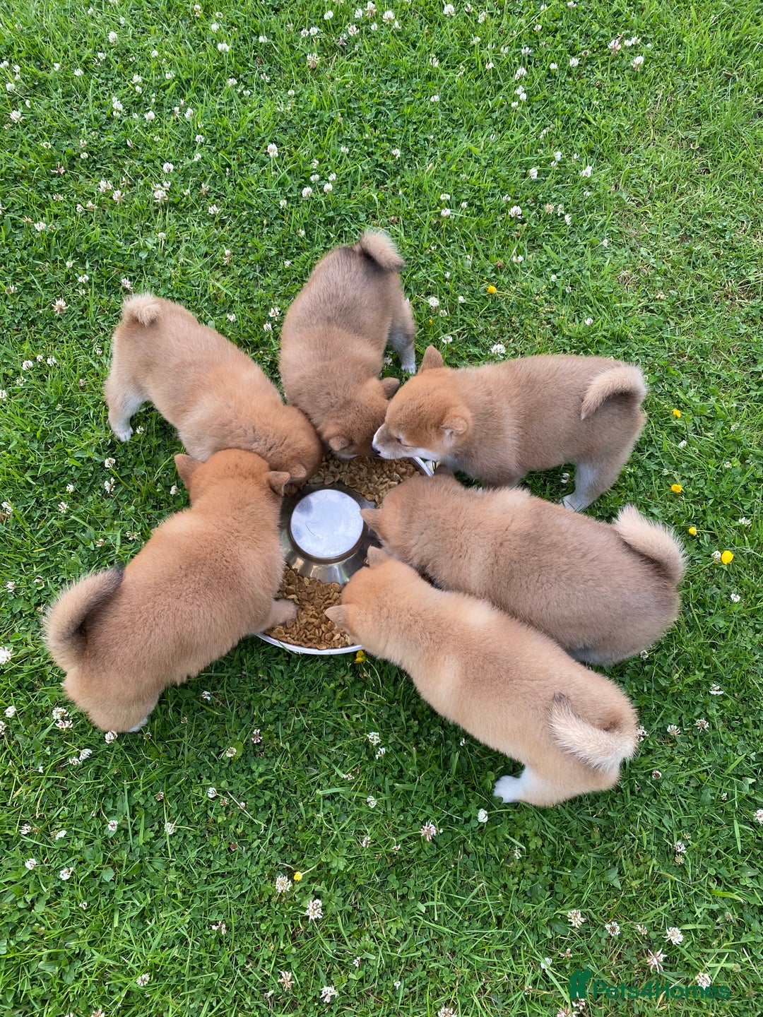 Japanese Shiba Inu dogs for sale: Quality KC Shiba Inu Puppies - Image 10