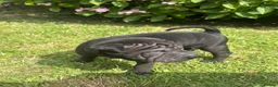 Shar Pei dogs for sale: Sharpei Puppies - Advert 6