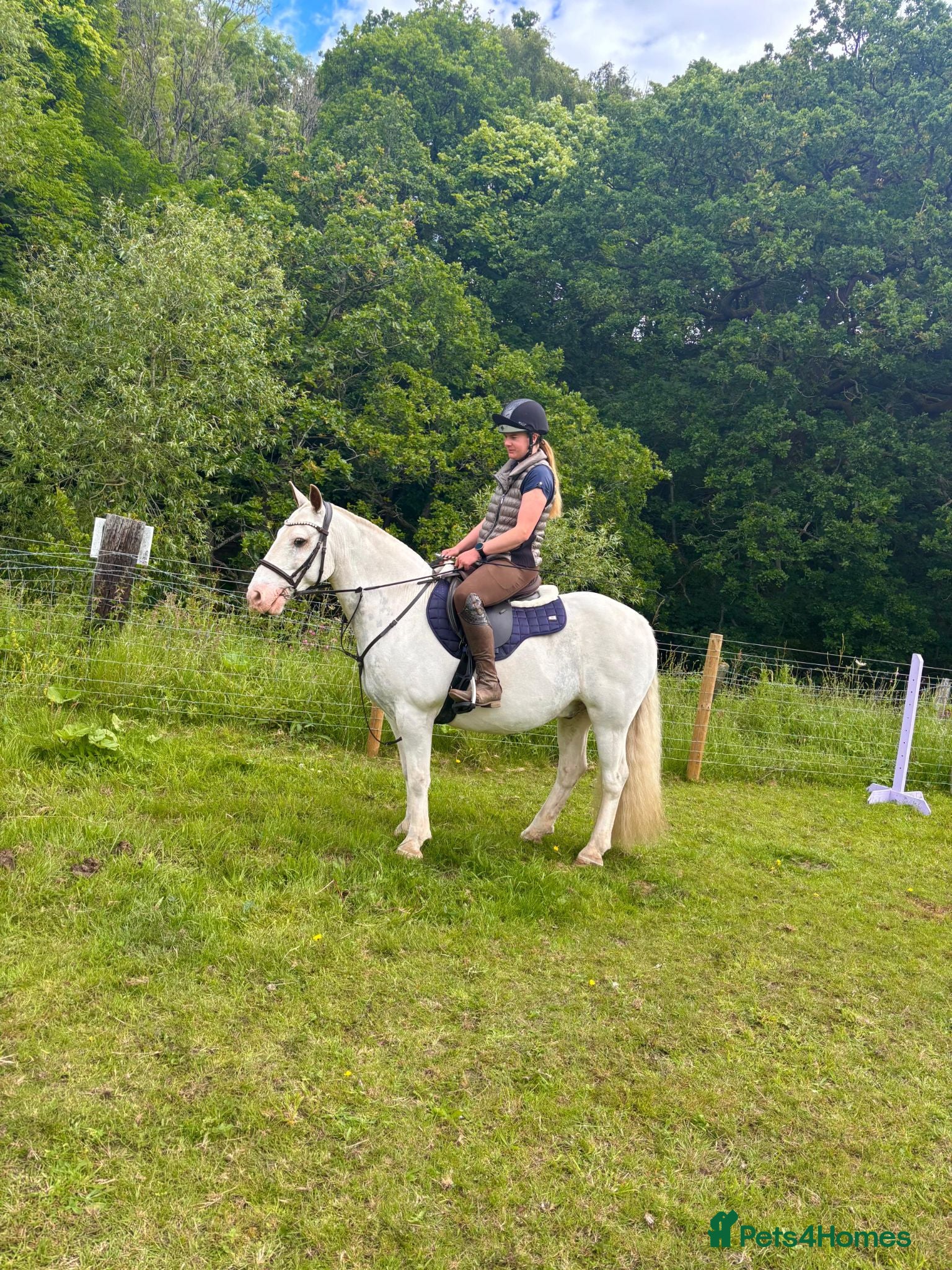 Irish Cob horses 14.1/2 9yr old cob gelding all-rounder  - Advert 1