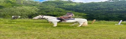 Irish Cob horses for sale: 14.1/2 9yr old cob gelding all-rounder  in Newcastle upon Tyne - Advert 1