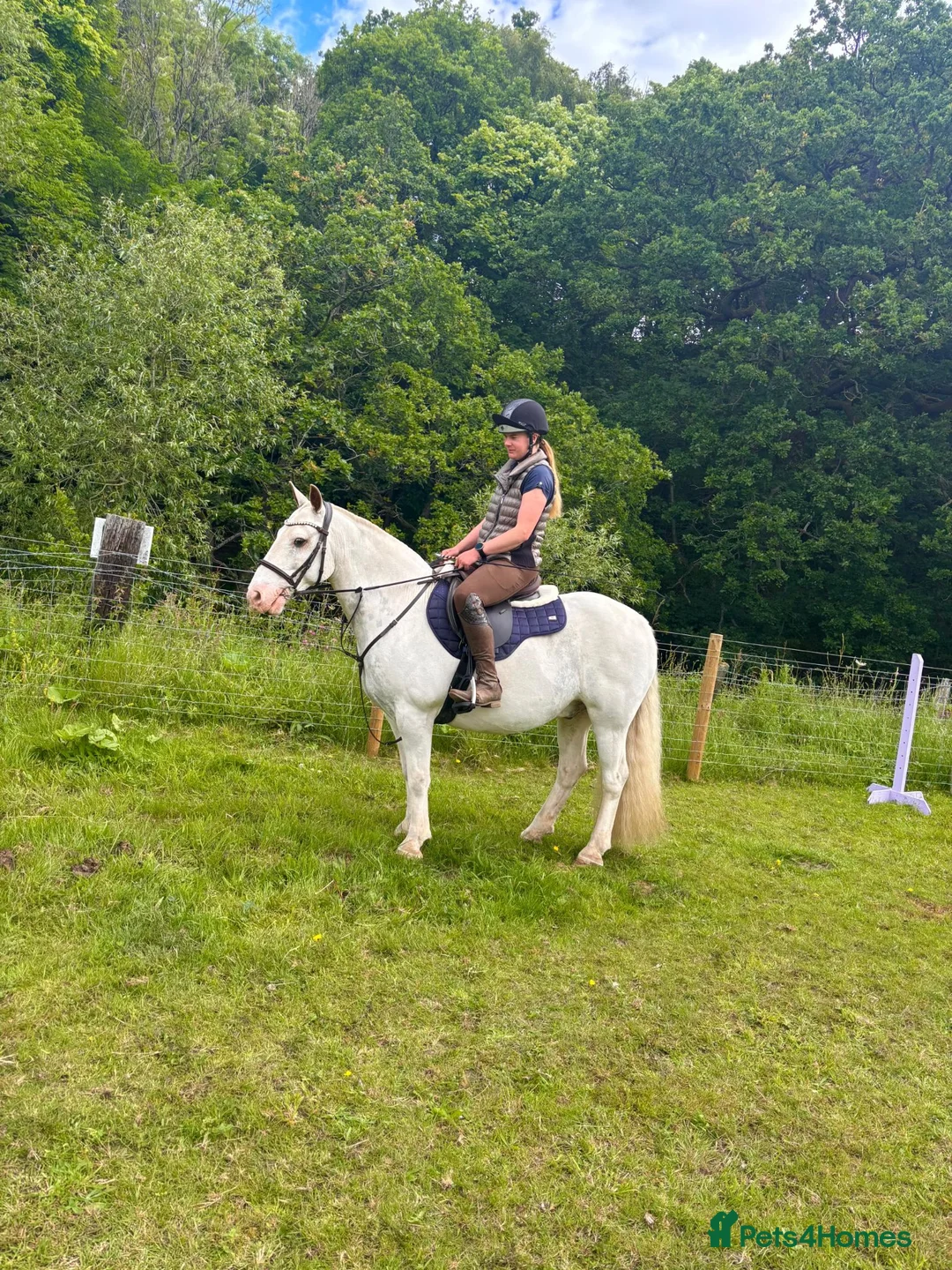 Irish Cob horses for sale: 14.1/2 9yr old cob gelding all-rounder  in Newcastle upon Tyne - Advert 1