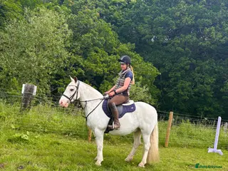 Irish Cob horses 14.1/2 9yr old cob gelding all-rounder - Advert 18