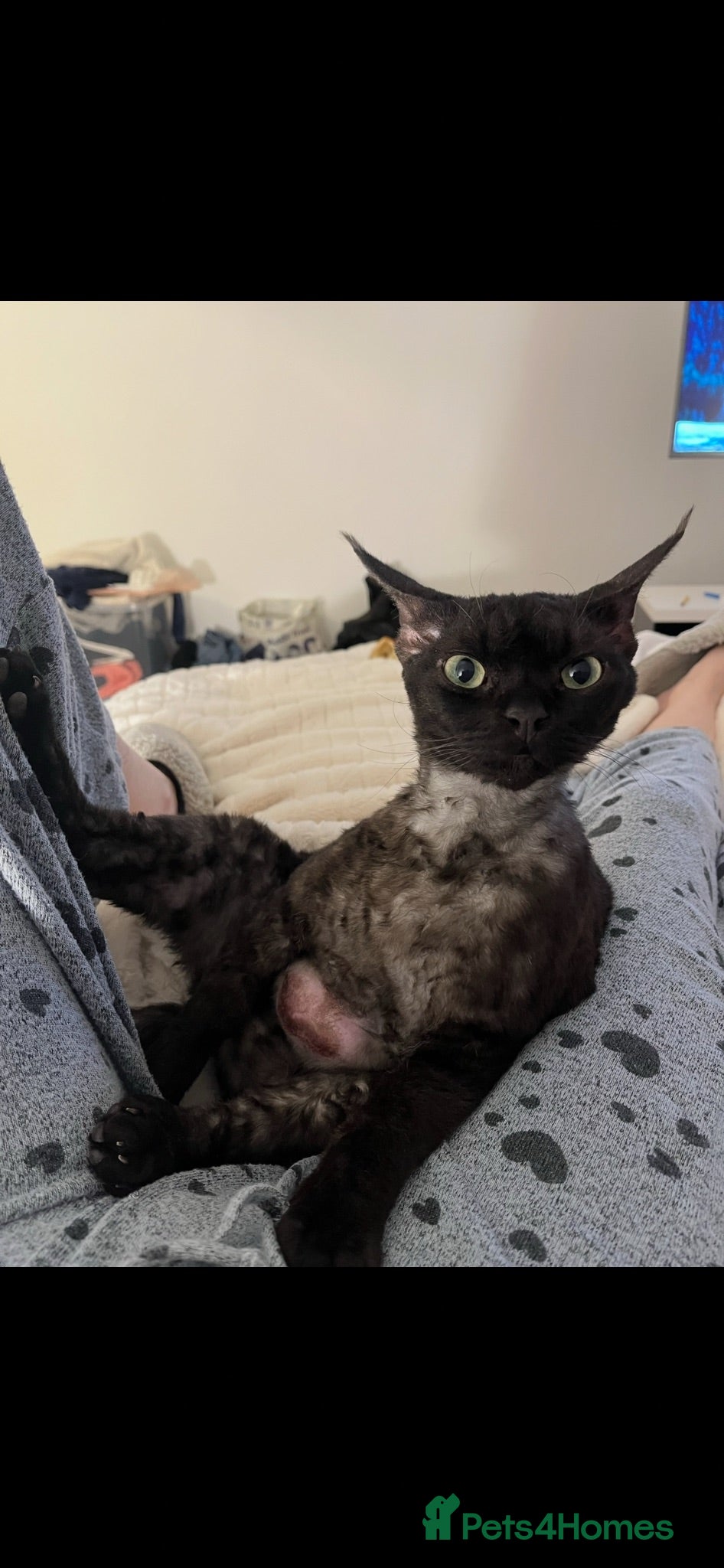 Devon Rex cats Devon Rex black smoke male 5 years  - Advert 14