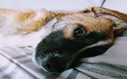 Mixed Breed dogs for adoption: Rescue dog Molly is looking for her second chance - Advert 3