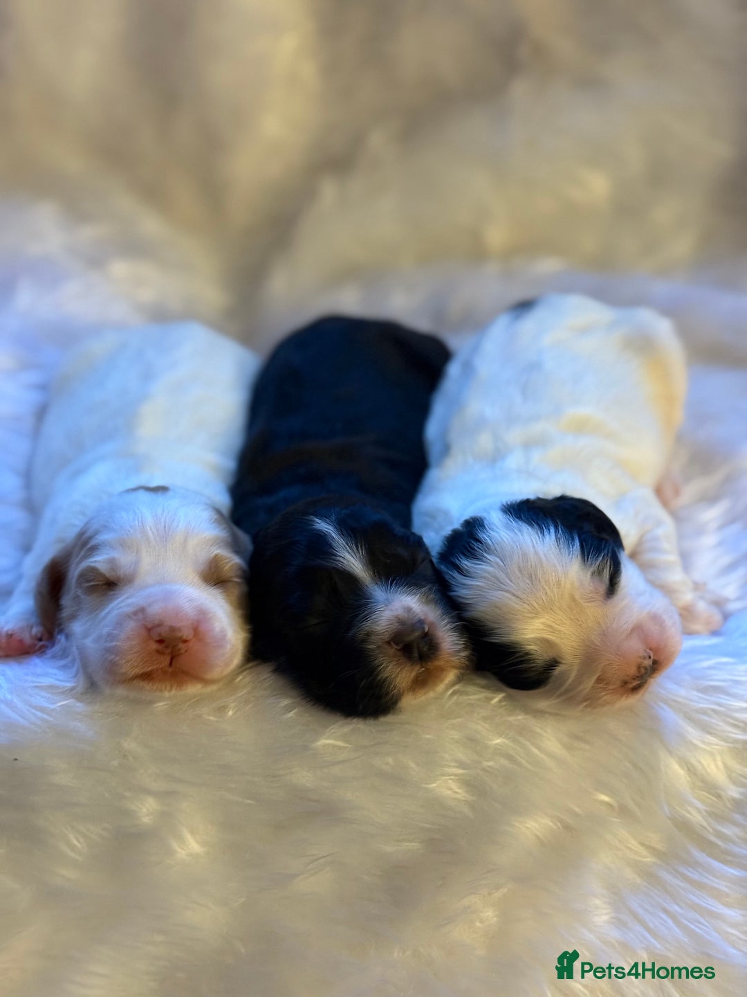 Cocker Spaniel dogs for sale: White and Black Cocker Spaniel dog Pup - Advert 7