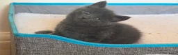 Russian Blue cats for sale: Russian blue kittens  - Advert 5