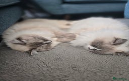 Ragdoll cats for sale: Pedigree ragdoll cats - Image 1