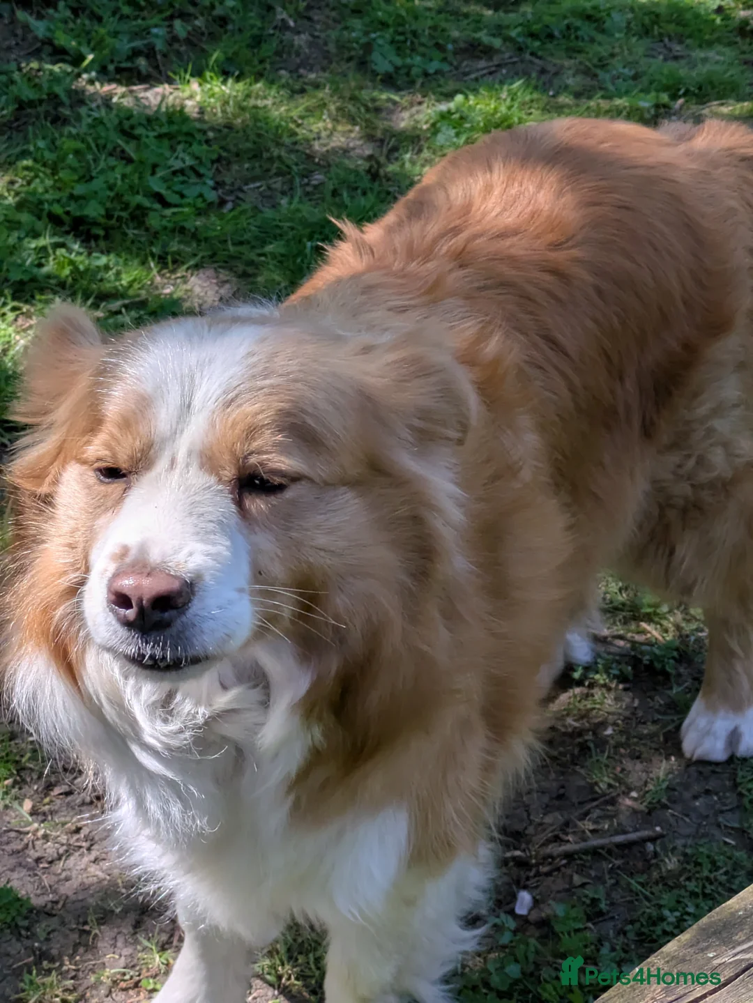 Border Collie dogs for sale: Gold and white female Border Collie, Pet home only in Stowmarket - Advert 3