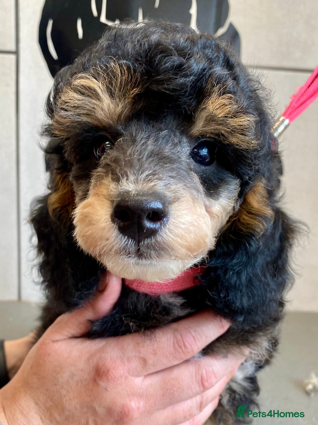 Toy Poodle dogs for sale: Gorgeously Pedigree Toy Poodle Babies - Image 29