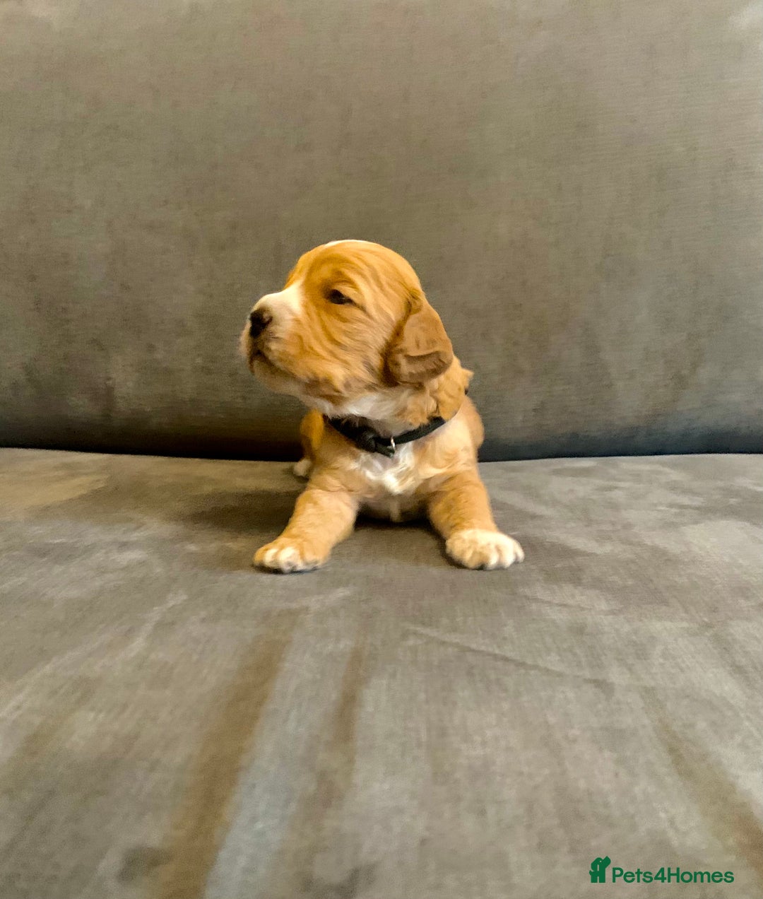 Cockapoo dogs for sale: Cockapoo F1b - Advert 36