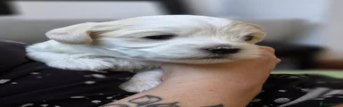 Maltese Puppy 2