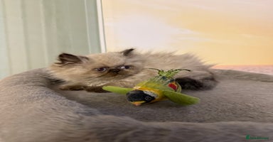 Persian cats - Advert 13