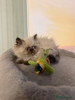 Persian cats - Advert 3