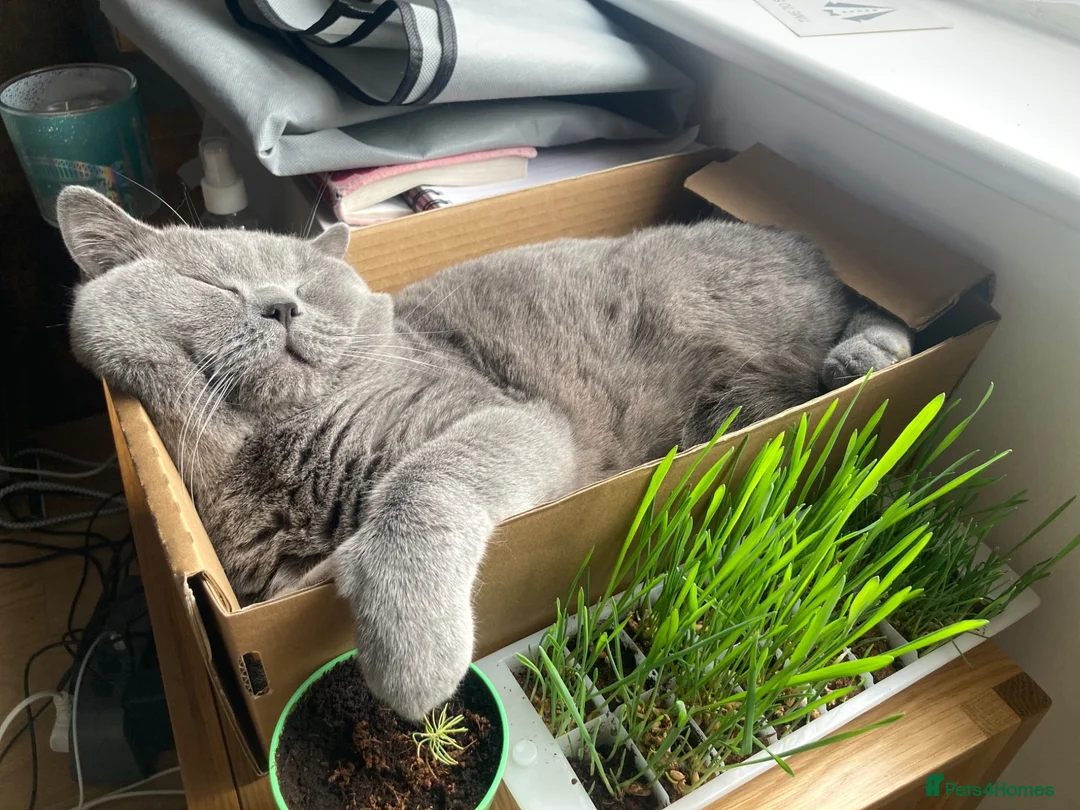 British Shorthair cats for sale: Playful British Shorthair Male (Neutered) - Advert 2