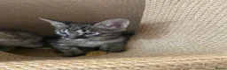 Savannah cats for sale: Savannah PED’G kittens dark boy, light girl F5 sbt - Advert 17