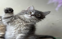 Siberian cats for sale: Traditional Siberian Blue girl  - Image 3