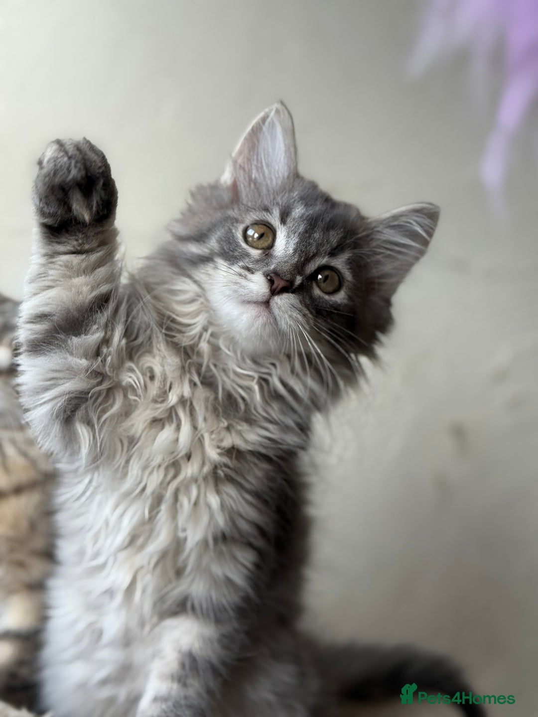 Siberian cats for sale: Traditional Siberian Blue girl  - Image 3