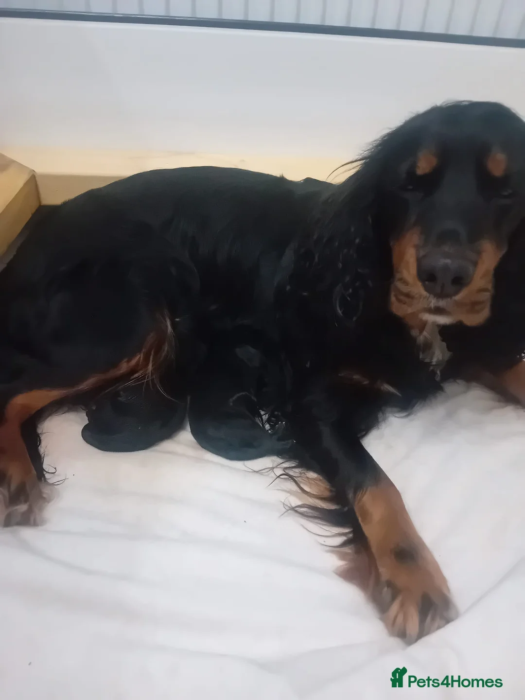 Cocker Spaniel dogs for sale: Cocker spaniel  in Lochgilphead - Advert 3