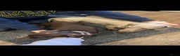 Miniature Dachshund dogs for sale: Miniature dachshund puppies for sale - Advert 2