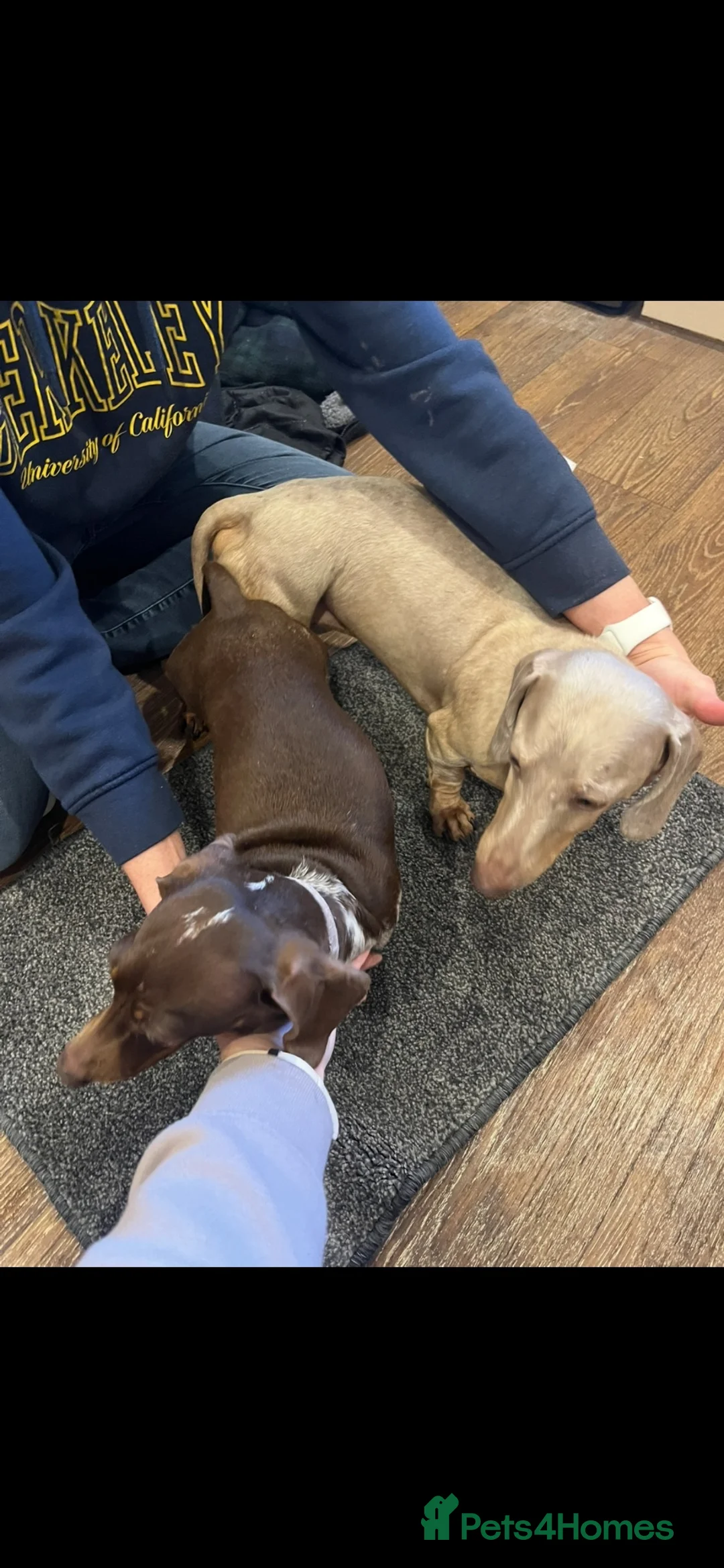 Miniature Dachshund dogs for sale: Miniature dachshund puppies for sale - Advert 2