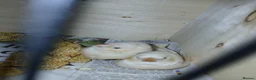Finches birds for sale: 2 baby zebra finches - Advert 4