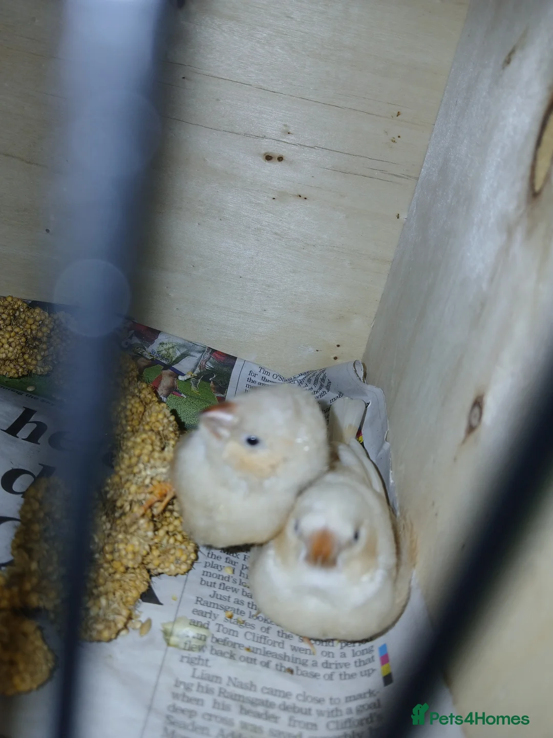 Finches birds for sale: 2 baby zebra finches - Advert 4