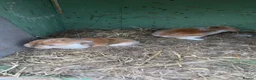 Mini Lop rabbits for sale: Stunning baby mini lop rabbits for sale  in Reading - Advert 2