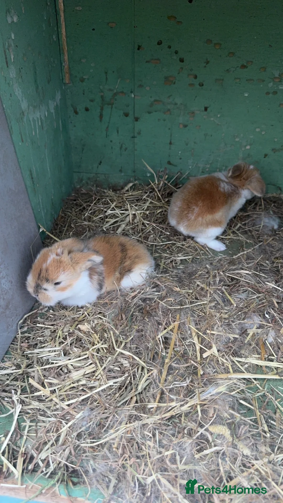 Mini Lop rabbits for sale: Stunning baby mini lop rabbits for sale  in Reading - Advert 2