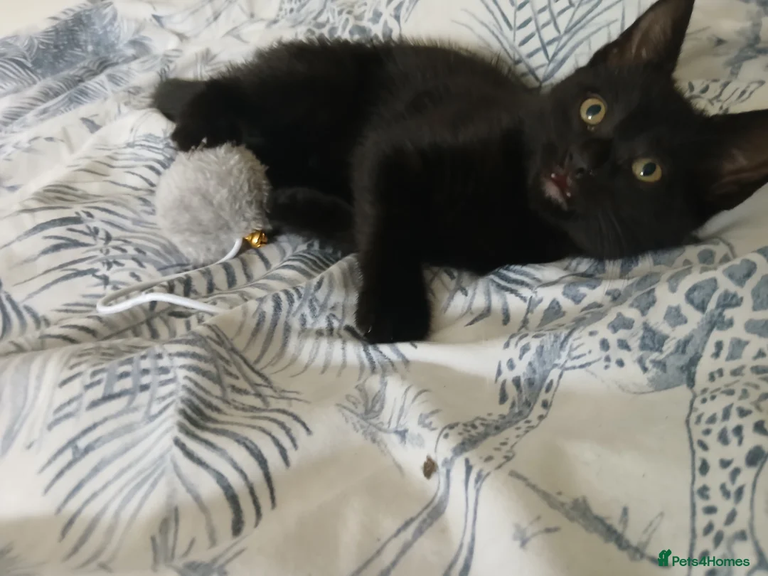 Mixed Breed cats for sale: Beautiful kitten boy for sale - Advert 2