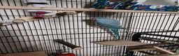 Ringnecks birds for sale: Blue Female Indian Ringneck with cage & much more. - Advert 6