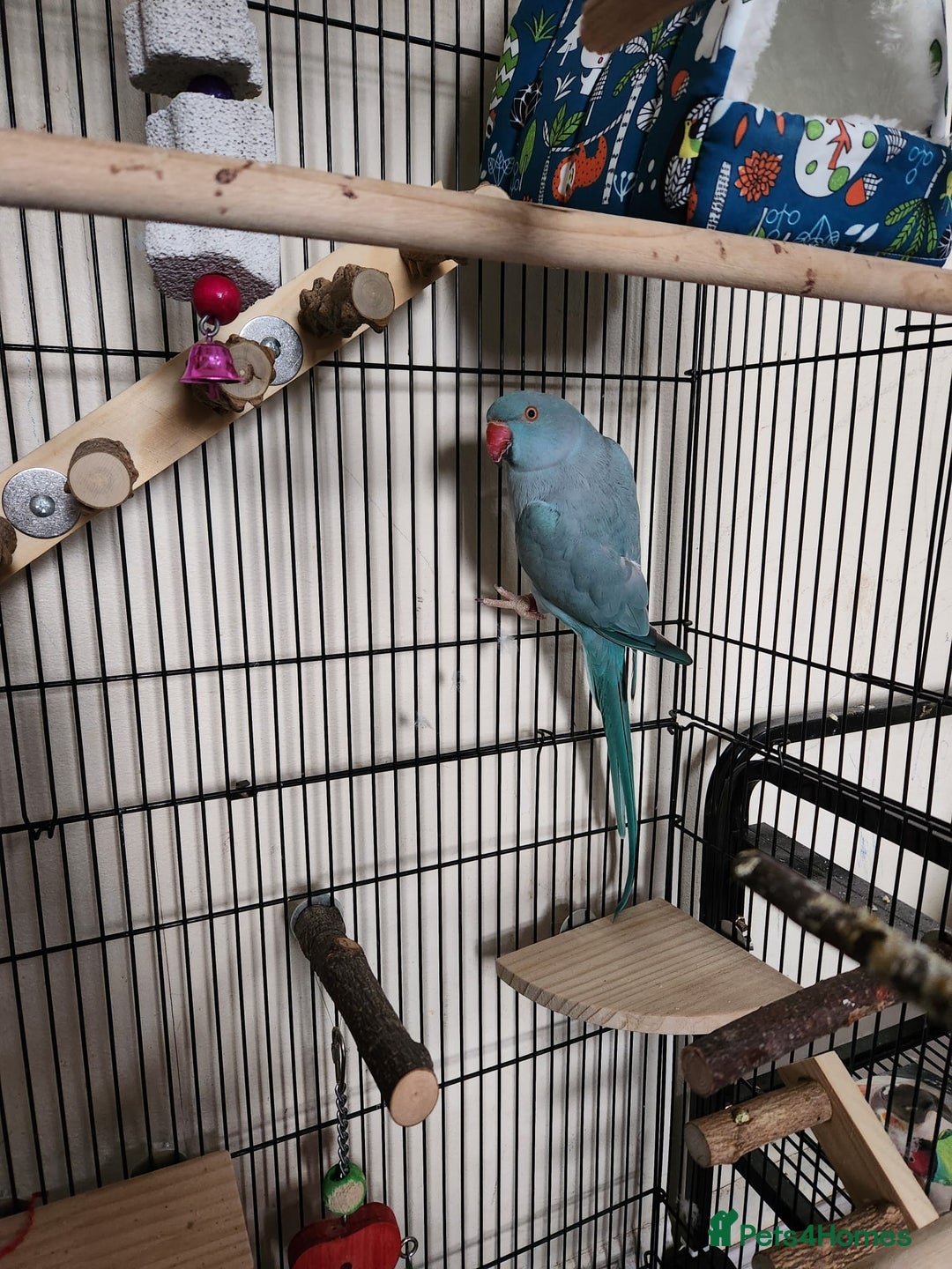 Ringnecks birds for sale: Blue Female Indian Ringneck with cage & much more. - Advert 6