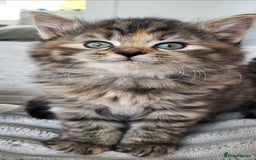 Maine Coon cats for sale: 7 Gorgeous Kittens Maine Coon Tabby Mix - Image 8