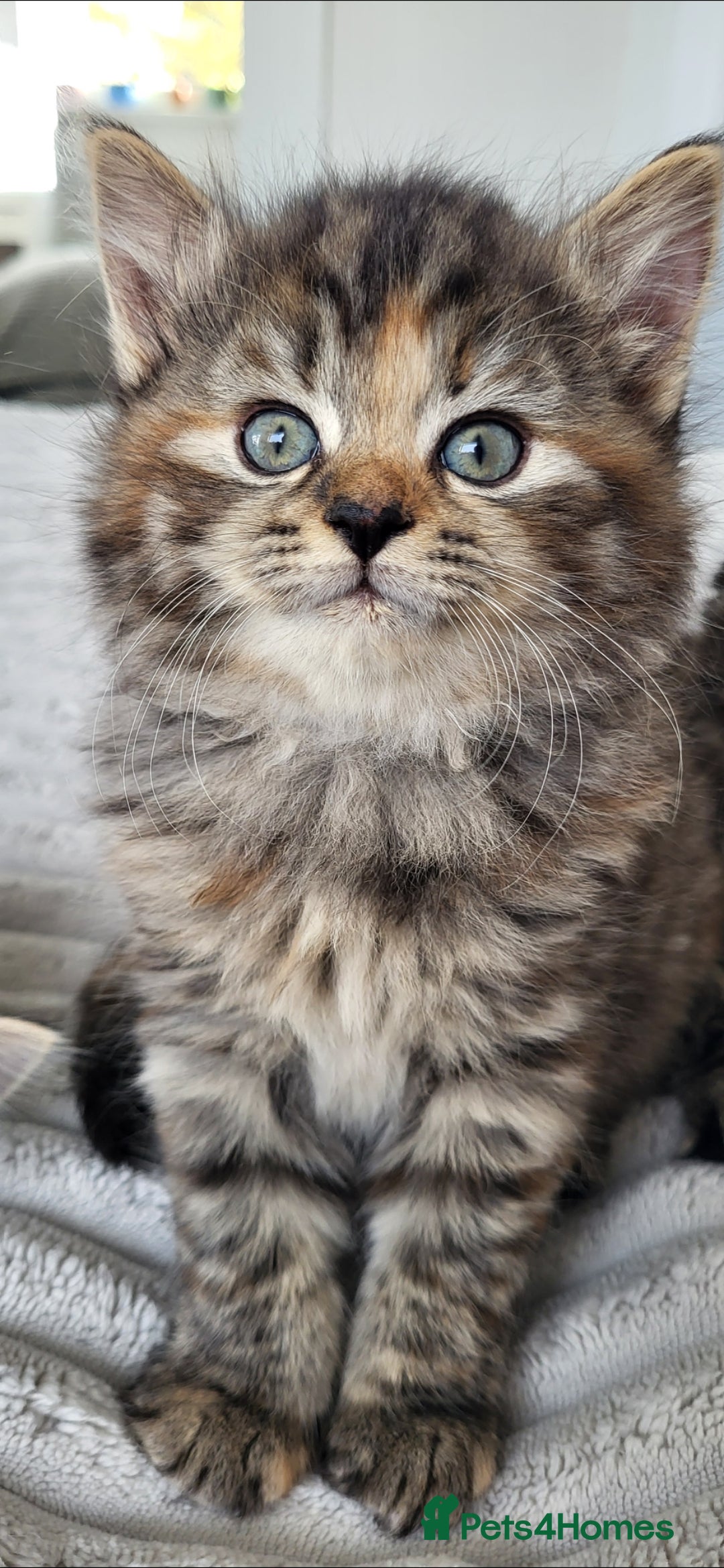 Maine Coon cats for sale: 7 Gorgeous Kittens Maine Coon Tabby Mix - Image 8