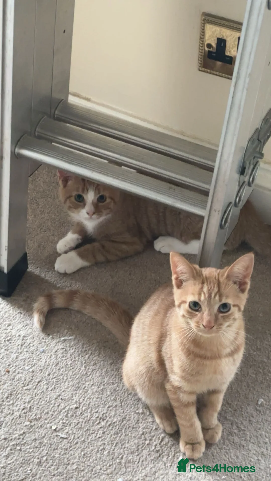 Domestic Shorthair cats for sale: 3 Ginger shorthair male cats - Advert 9